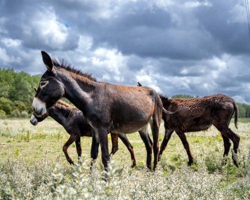Havenbedrijf Rotterdam begint proef met grazende ezels in het Geuzenbos