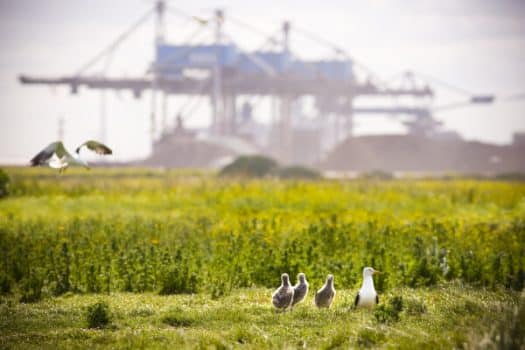 Havenbedrijf Rotterdam presenteert Natuurvisie: op weg naar een natuurinclusieve haven