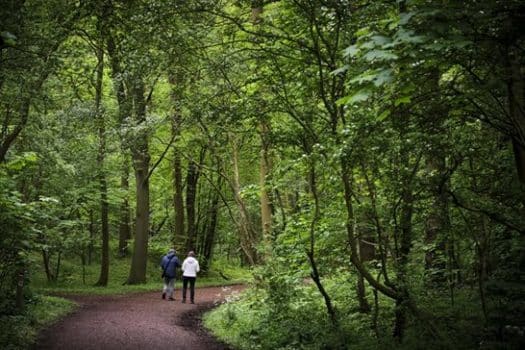 Subsidieregeling voor de aanleg van bos wordt weer opengezet